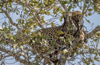 Leopard (Panthera pardus) with a shot impala buck in a tree, adult, Kruger National Park, South