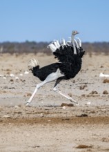 African ostrich (Struthio camelus), adult male, tucking up his feathers and running, threatening