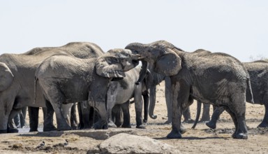 African elephants (Loxodonta africana), herd at the waterhole, two males fighting, Etosha National