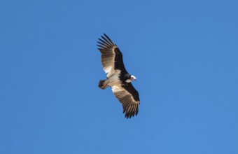 White-headed vulture (Trigonoceps occipitalis) in flight against a blue sky, Etosha National Park,