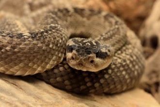 Black-tailed rattlesnake (Crotalus molossus), adult, on rocks, warming up, sunbathing, Sonoran