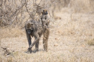 Chacma baboons (Papio ursinus), young sitting on the mother's back, foraging in dry grass, Kruger