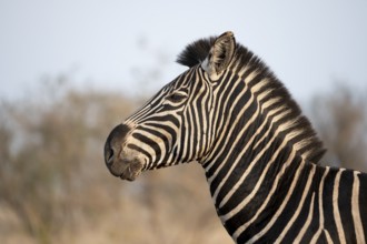 Plains zebra (Equus quagga), animal portrait, in dry grass, Kruger National Park, South Africa,