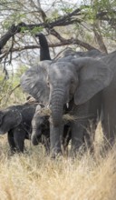 African elephant (Loxodonta africana), female with two young, in dry grass, Kruger National Park,