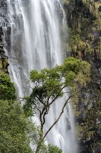 Tree in front of a waterfall, Lisbon Falls, long exposure, near Graskop, Mpumalanga, South Africa,