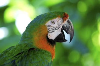 Macaw hybrid (macaw), adult, portrait, calling, Florida, USA, North America