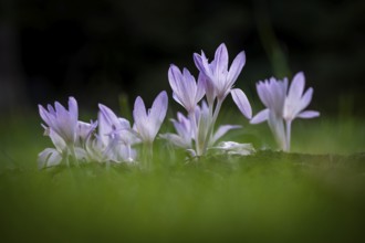 Crocuses (Crocus) among green grass under dark background, Botanical Garden or Botanisk Have,