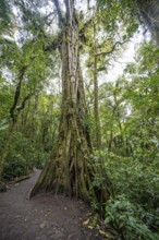 Strangler fig, dense vegetation in the rainforest, Monteverde cloud forest, Monte Verde, Puntarenas