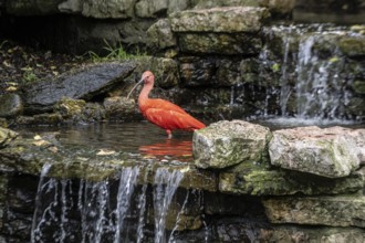 Scarlet ibises (Eudocimus ruber), Walsrode Bird Park, Lower Saxony, Germany, Europe