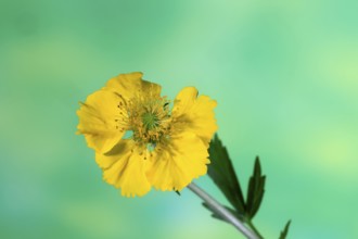 Carnation root (Geum hybride), yellow, flowering, flower, Elllerstadt, Germany, Europe