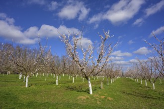 Blooming apricot trees, Paudorf, Lower Austria, Austria, Europe