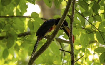 Fiery-billed aracari (Pteroglossus frantzii), sitting on a branch, Manuel Antonio National Park,