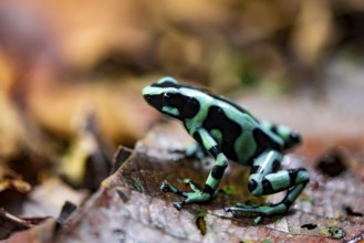 Green and black poison dart frog (Dendrobates auratus) on a leaf, Heredia Province, Costa Rica,