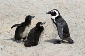 African penguin (Spheniscus demersus), adult with two chicks, begging for food, Boulders Beach,