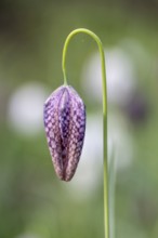 Snake's head fritillary (Fritillaria meleagris), Emsland, Lower Saxony, Germany, Europe