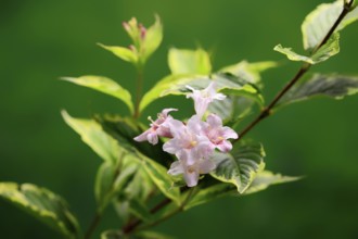 Weigelas (Weigela), flowering, flower, Ellerstadt, Germany, Europe