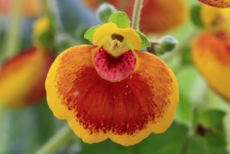 Slipper flower (Calceolaria Hybride), flowering, Elllerstadt, Germany, Europe