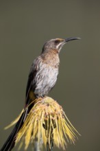 Cape Honeybird (Promerops cafer), adult, male, on flower, Protea, vigilant, Kirstenbosch Botanical