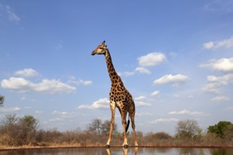 Southern giraffe (Giraffa camelopardalis giraffa), adult, at the water, Kruger National Park,