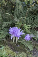 Autumn crocus (Colchicum autumnale Waterlily), Emsland, Lower Saxony, Germany, Europe