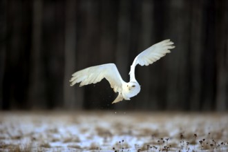 Snowy Owl, Snowy Owl (Nyctea scandiaca), adult flying in winter, snow, Zdarske Vrchy,