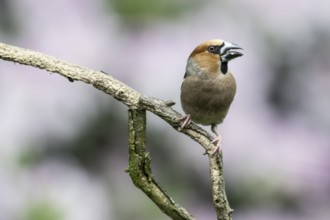 Hawfinch (Coccothraustes coccothraustes), Emsland, Lower Saxony, Germany, Europe