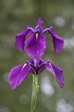 Capitol dandy (Iris ensata), Emsland, Lower Saxony, Germany, Europe