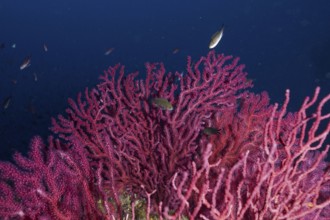 Pink shining Violescent sea-whip (Paramuricea clavata) in the deep sea, surrounded by small fish in