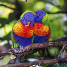 Rainbow Lorikeet (Trichoglossus moluccabus), Germany, Europe