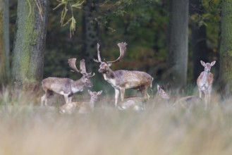 Fallow deer (Dama dama), Germany, Europe