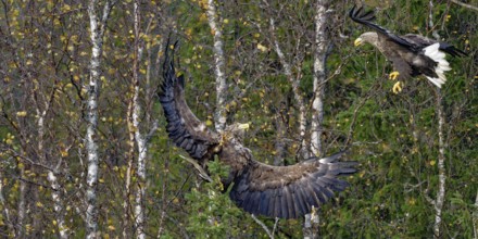 Two white-tailed eagles (Haliaeetus albicilla) approach each other with outstretched wings in a