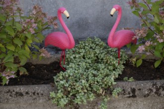 Flamingo figures in a front garden, Iphofen, Lower Franconia, Bavaria, Germany, Europe