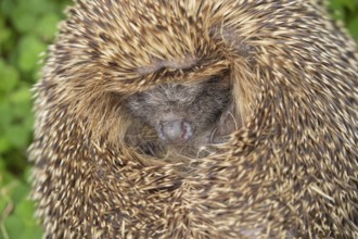 European hedgehog (Erinaceus europaeus) adult animal sleeping, Suffolk, England, United Kingdom,