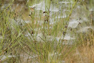 Broom (Genista) with spider webs and morning dew, North Rhine-Westphalia, Germany, Europe