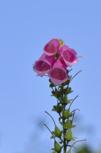 Common foxglove (Digitalis purpurea), flowers, from the plantain family, highly toxic, deadly