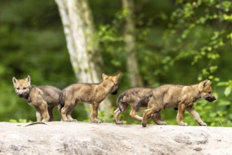 Four wolf pups explore a rocky area in the forest, they seem curious and cautious, European grey