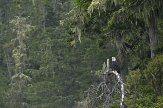 Bald eagle (Haliaeetus leucocephalus) perched on a branch in the Pacific Rainforest, Vancouver