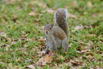 Grey Squirrel (Sciurus carolinensis), on meadow, springtime, Florida, USA, North America