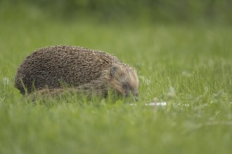 European hedgehog (Erinaceus europaeus), standing in a green meadow during the day and eating from