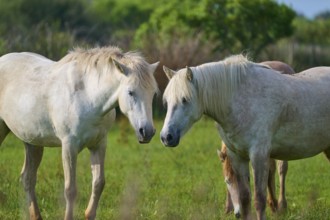 Two white Camargue horses in a green meadow in a quiet neighbourhood, Camargue, France, Europe