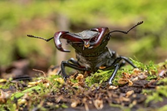 Stag beetle (Lucanus cervus), horned beetle, fire beetle, male with large mandibles, upper jaw,