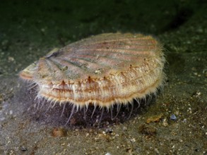 Scallop (Pecten maximus), underwater, Rinvyle dive site, Co. Galway, Irish Sea, North Atlantic,