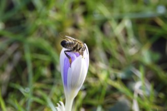 Crocus blossom, bee, February, Germany, Europe