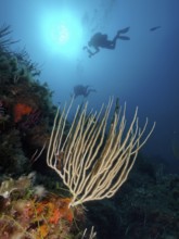 White gorgonian (Eunicella singularis) in the Mediterranean Sea near Hyères, backlight, diver in