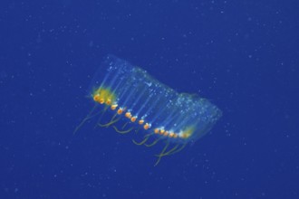 Salpe (Pegea confoederata) in the Mediterranean Sea near Hyères, dive site peninsula Giens, Côte