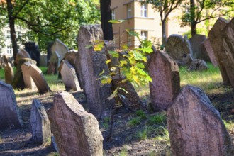 Old Jewish Cemetery, Prague, Czech Republic, Europe