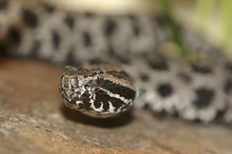 Pygmy rattlesnake (Sistrurus miliarius barbouri), Everglades National Park, Florida, USA, North