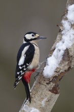 Great spotted woodpecker (Dendrocopos major) adult bird on a snow covered Silver birch tree trunk