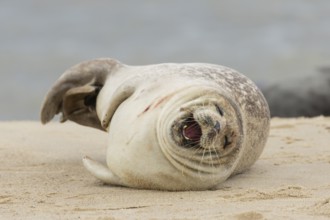 Grey seal (Halichoerus grypus) adult animal yawning on a seaside beach, Norfolk, England, United