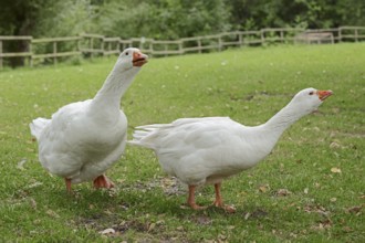 Emden goose or Emden goose (Anser anser forma domestica), free-range domestic geese, North